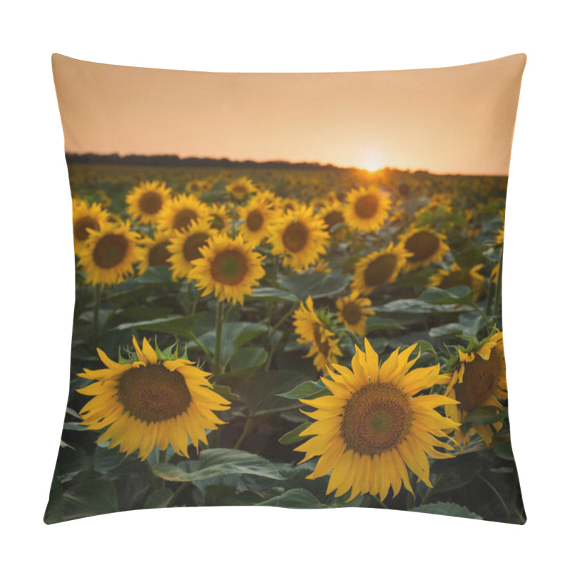 Personality  Ripe Sunflower In The Foreground, Agriculture, Field In The Evening Pillow Covers