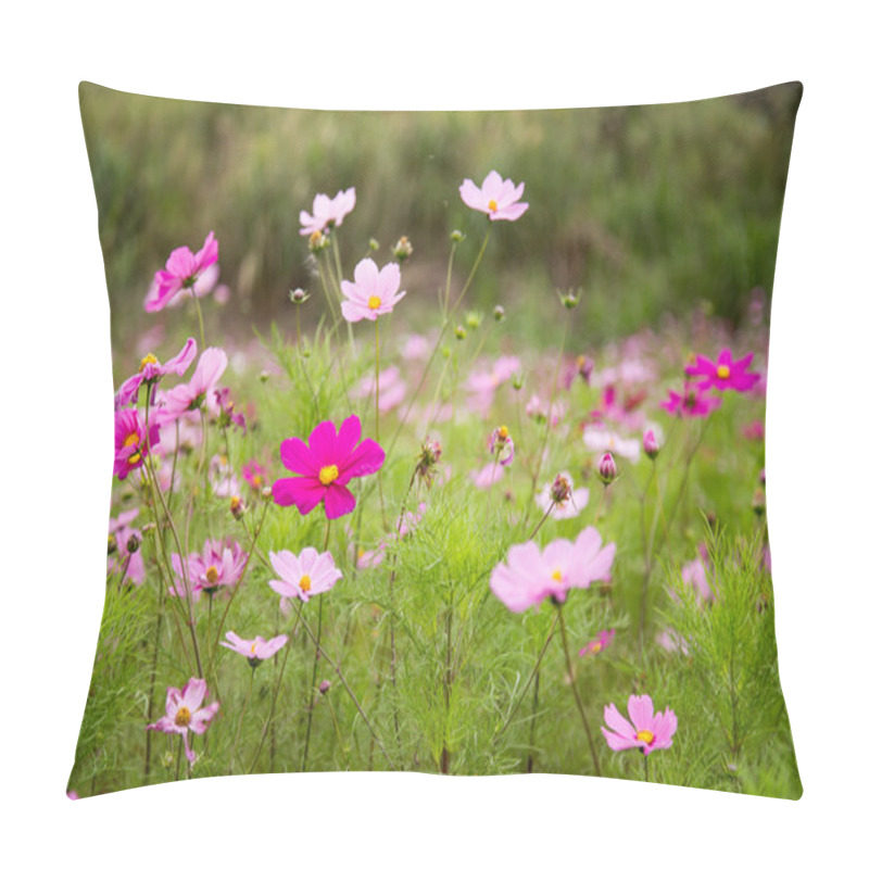 Personality  Cosmos Flower In Garden Pillow Covers