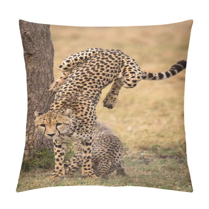 Personality  Cheetah Jumps Down From Tree Beside Cub Pillow Covers