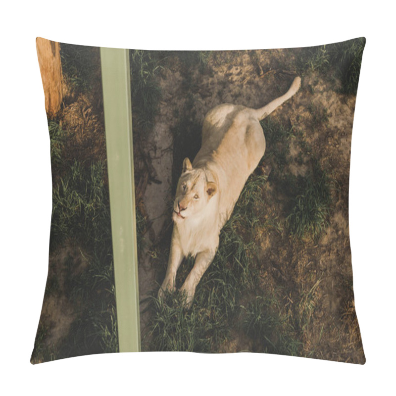 Personality  High Angle View Of Lioness Laying On Grass And Looking At Camera At Zoo  Pillow Covers