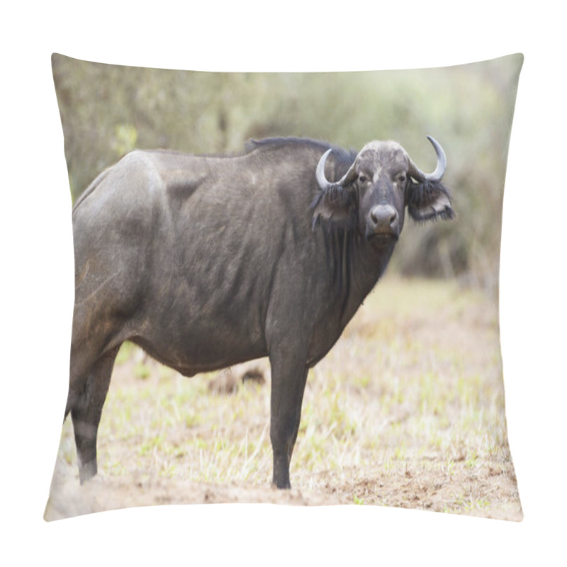 Personality  African Buffalo (Syncerus Catter Catter), Kruger National Park. South Afric Pillow Covers