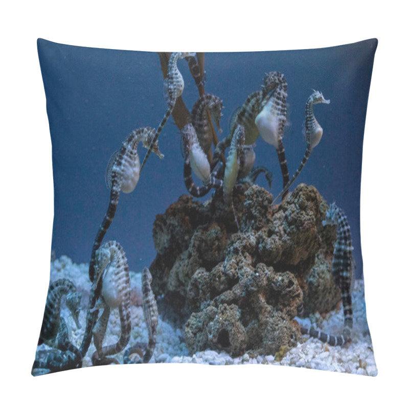 Personality  Seahorses Underwater Close Up Portrait Pillow Covers