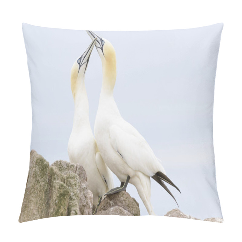 Personality  Northern Gannet (Morus Bassanus) Adult Pair, Displaying, Standing On Rock, Great Saltee, Saltee Islands, Ireland Pillow Covers