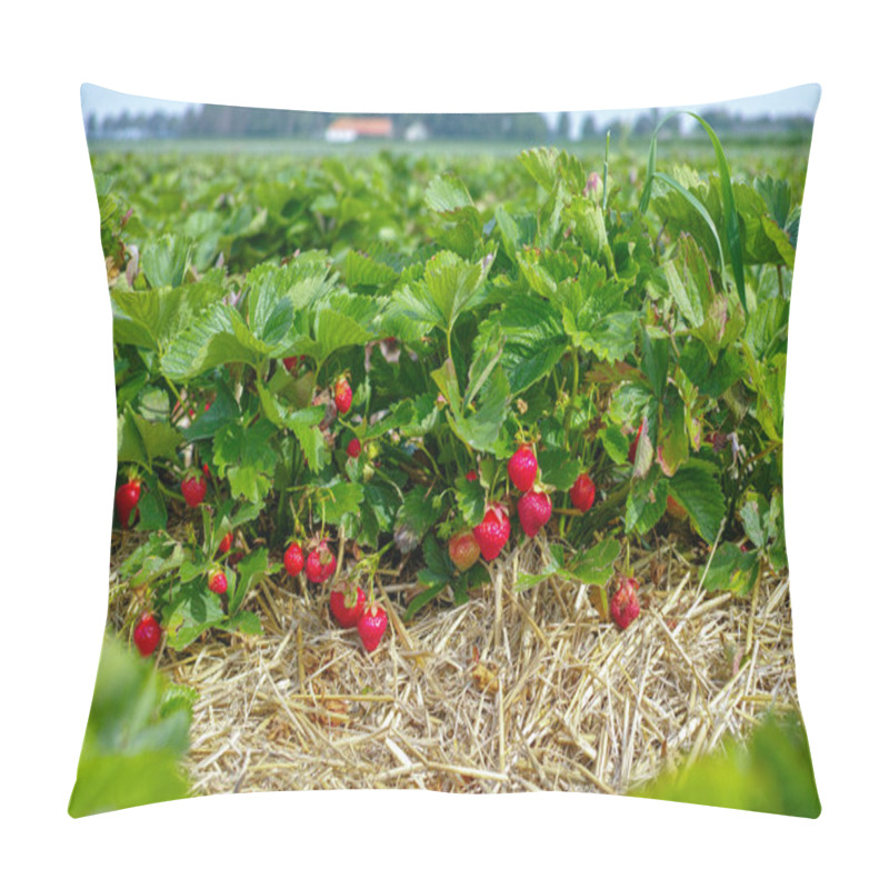 Personality  New Harvest Of Sweet Fresh Outdoor Red Strawberry, Growing Outside In Soil, Rows With Ripe Tasty Strawberries Pillow Covers