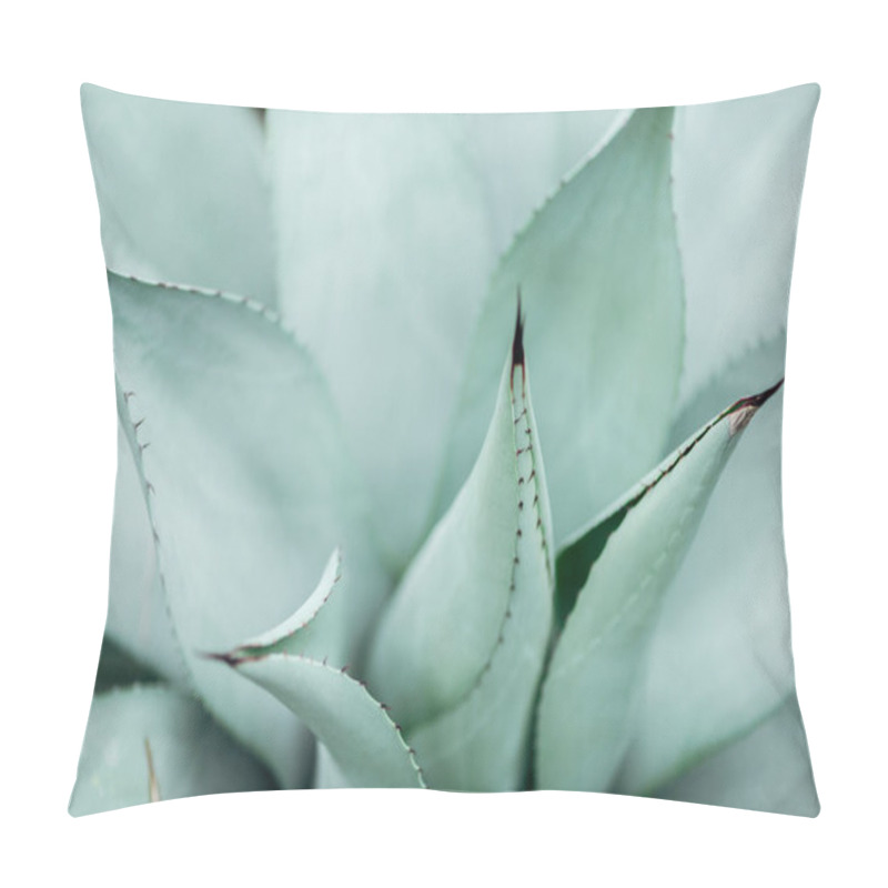 Personality  Close Up View Of Light Green Sharp Green Cactus  Pillow Covers