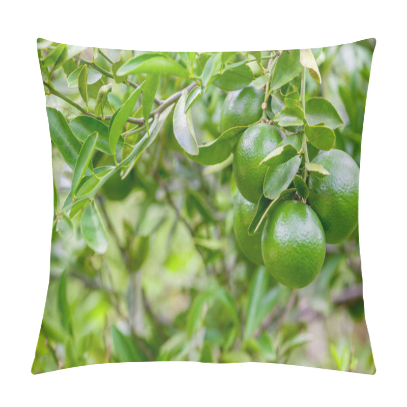 Personality  Lime Tree And Fresh Green Limes On The Branch In The Lime Garden Pillow Covers