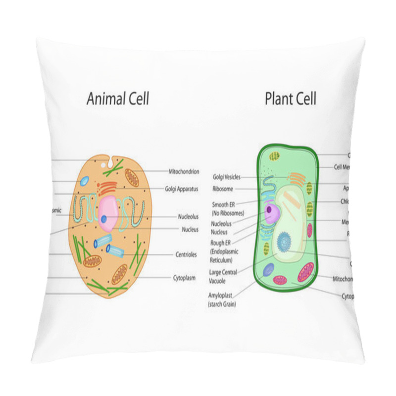 Personality  Education Chart Of Biology For Animal And Plant Cell Diagram Pillow Covers