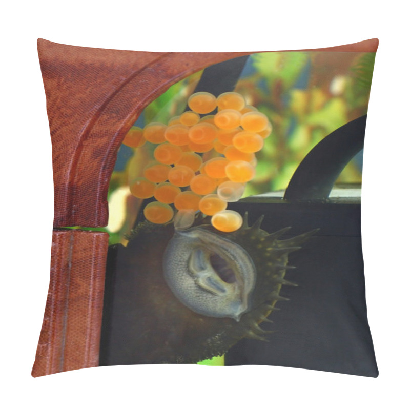 Personality  Caviar Of Fish In An Aquarium Pillow Covers