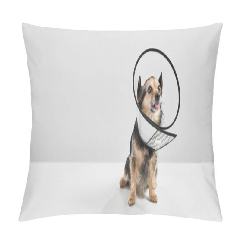 Personality  Adorable Furry Chihuahua Dog In Veterinary Cone Pillow Covers