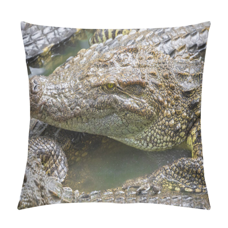 Personality  Portrait Of Many Crocodiles At The Farm In Vietnam, Asia. Pillow Covers