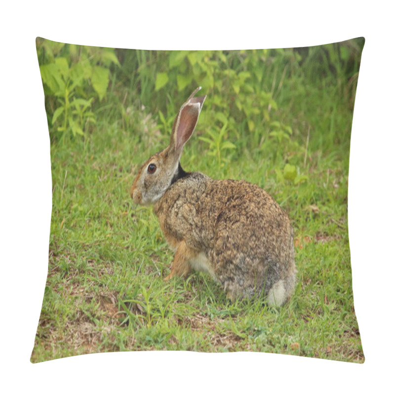 Personality  Black Naped Hare, Lepus Nigricollis, Bandipur Natioal Park, Karnataka, India Pillow Covers