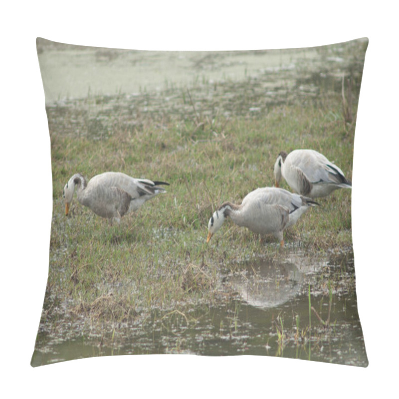 Personality  Bar-headed Geese Anser Indicus Searching For Food. Keoladeo Ghana National Park. Bharatpur. Rajasthan. India. Pillow Covers