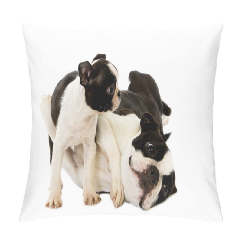 Personality  Boston Terrier Dog, Mother And Pup Against White Background   Pillow Covers