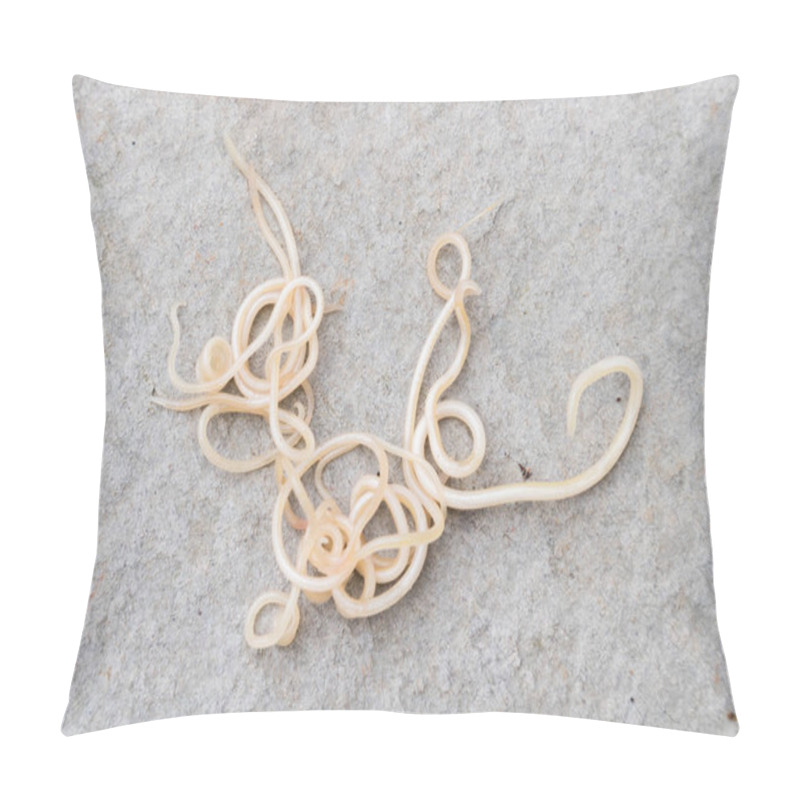 Personality  Helminthiasis Toxocara Canis (also Known As Dog Roundworm) Or Parasitic Worms From Little Dog On Concrete Background, Pet Health Care Concept Pillow Covers