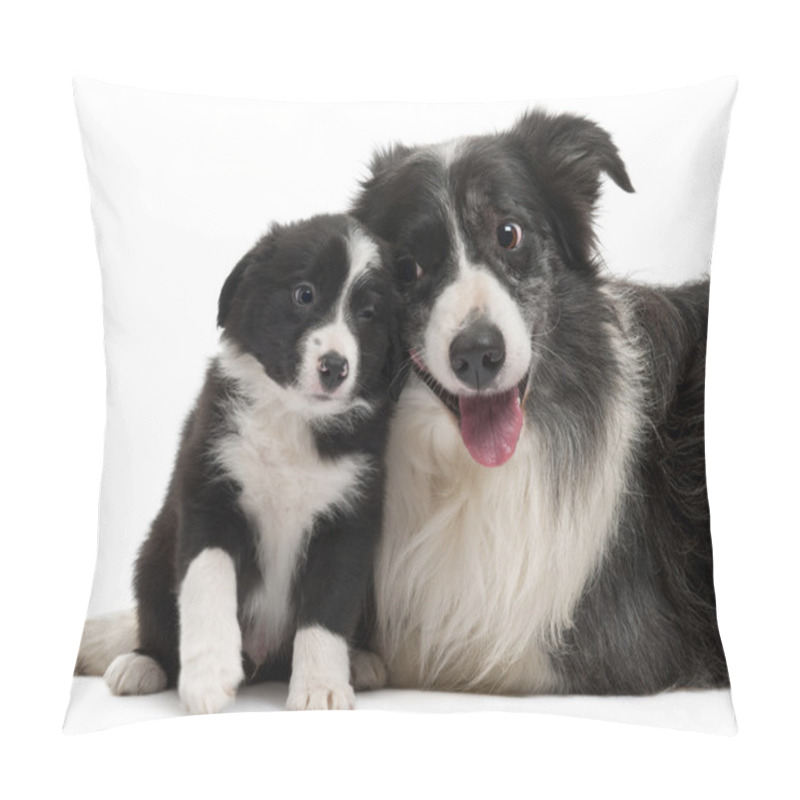 Personality  Border Collies Interacting In Front Of White Background Pillow Covers