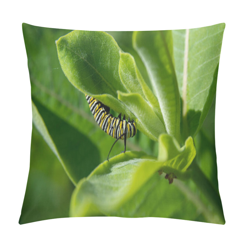 Personality  Monarch Butterfly Caterpillar On A Milkweed Plant On A Summer Day In Minnesota, USA Pillow Covers