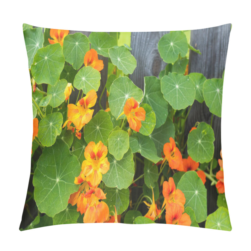 Personality  Nasturtium In Glory By A Cedar Fence In A Raised Garden, Pillow Covers