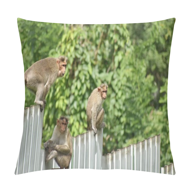 Personality  A Closeup Picture Of Many Rhesus Macaque Monkeys In Open Space In Ooty, India. Pillow Covers