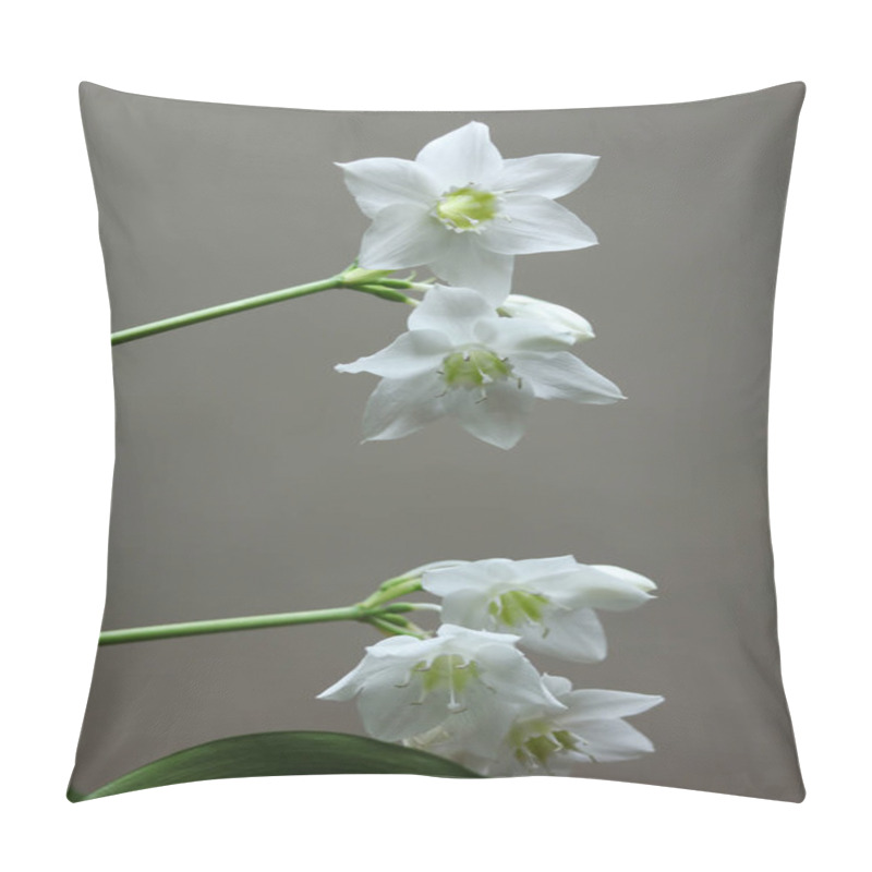 Personality  White Flowers Of Urceolina Amazonica, Formerly Known As Eucharis Amazonica, On A Dark Background Close Up Pillow Covers