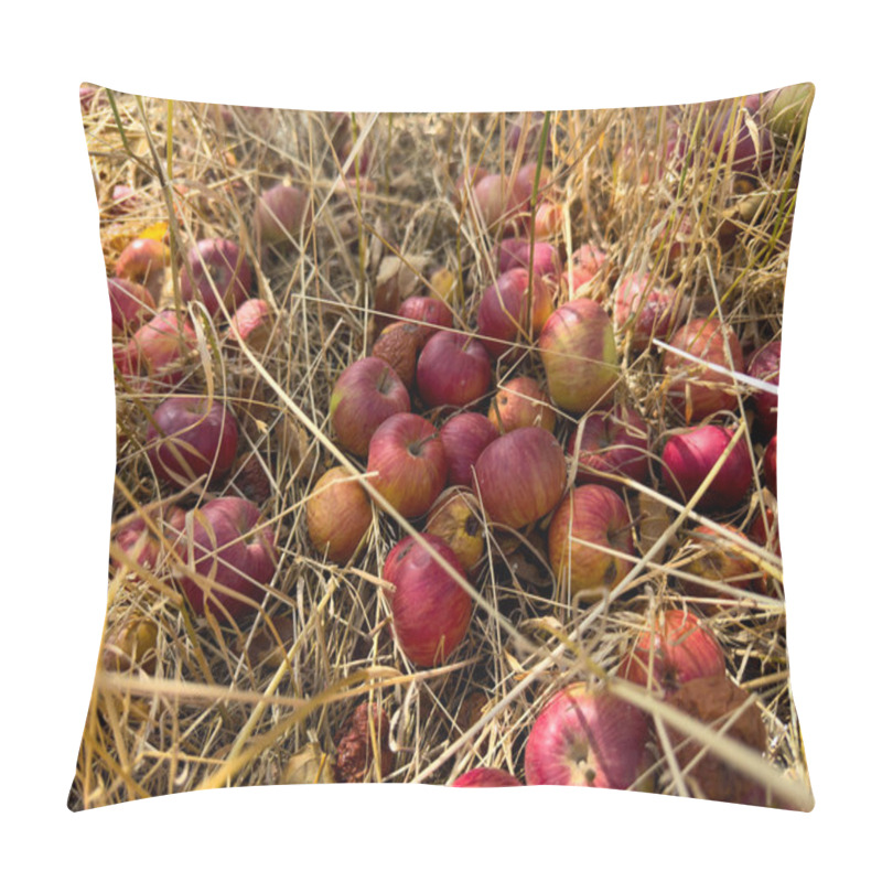 Personality  Red Apples Lie Among Dry Grass, Many Of Them Already Spoiled And Beginning To Rot. The Unharvested Crop Symbolizes Lost Fertile Potential Pillow Covers