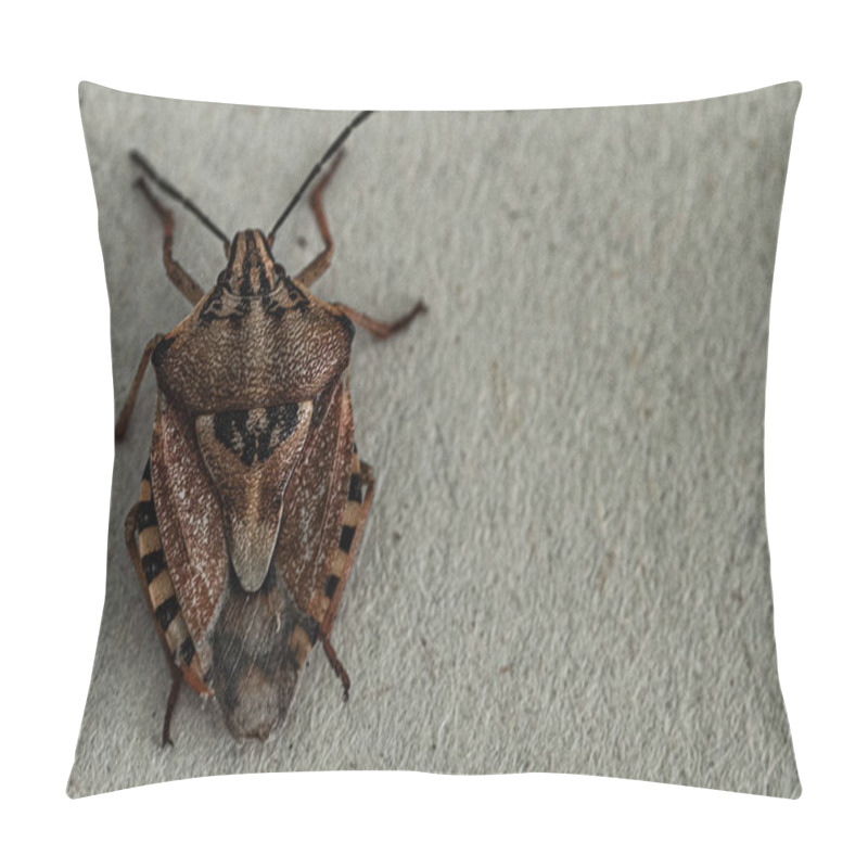 Personality  Brown Marmorated Stink Bug Halyomorpha Halys. On Plain Background With Copyspace,on Gray Background Close Up.Insects Are Small Pillow Covers