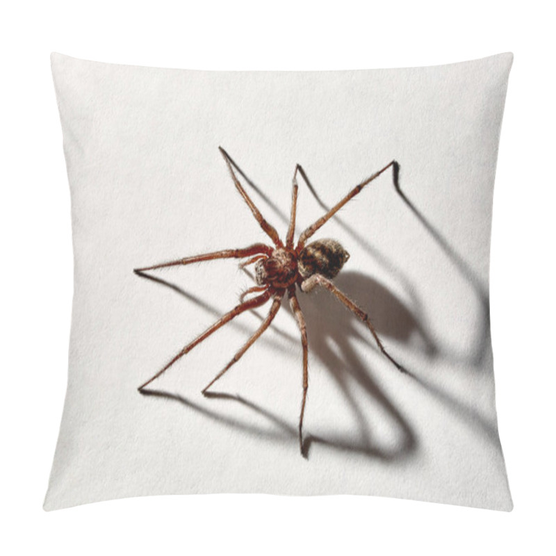 Personality  Predatory Spider Isolated On White Background. Tegenaria Agrestis. Large Representative Of The Domestic Arachnid. Fear Or Phobia Of Spiders. 8 Legs. With A Shadow. Close-up. Copy Space. Studio Photo. Pillow Covers