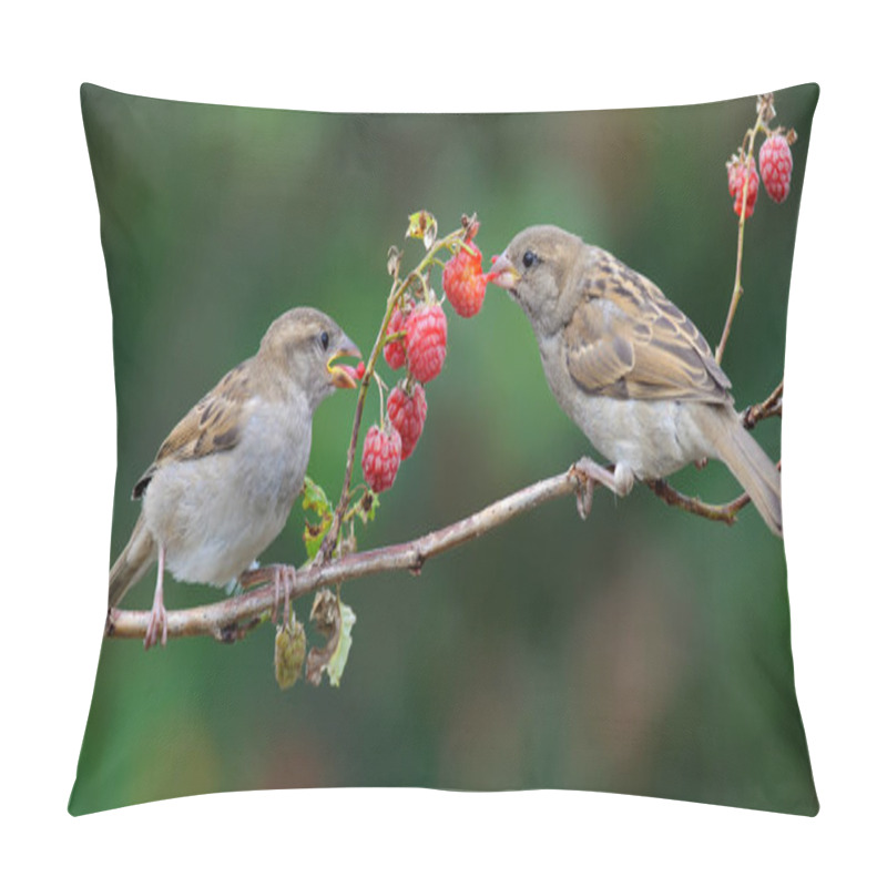 Personality  House Sparrows Feeding On A Raspberry Cane  Pillow Covers