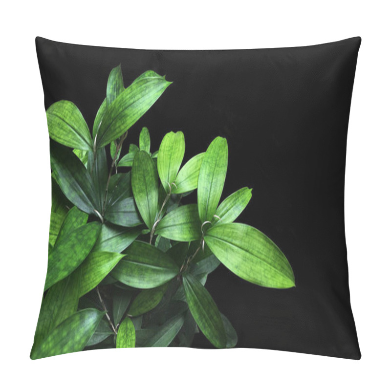 Personality  Japanese Bamboo Plant Greenery Leaves (Dracaena Surculosa) On Black Background, Other Names Is Gold Dust Dracaena, Spotted Dracaena. Pillow Covers