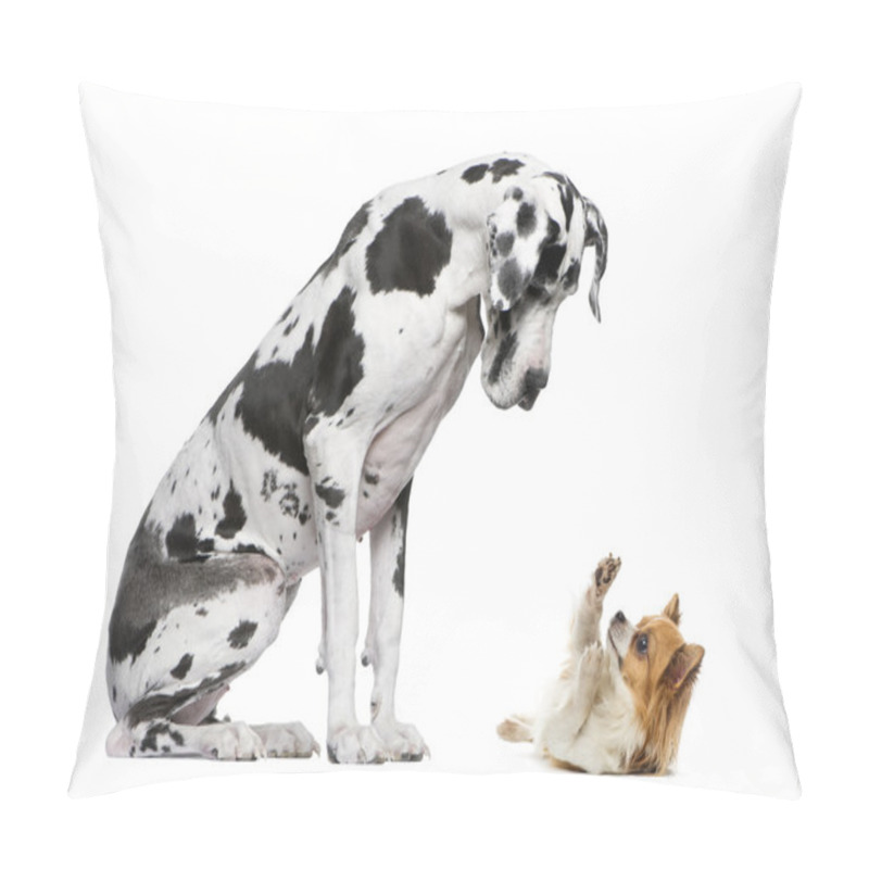 Personality  Great Dane Sitting And Looking At A Chihuahua In Front Of A Whit Pillow Covers