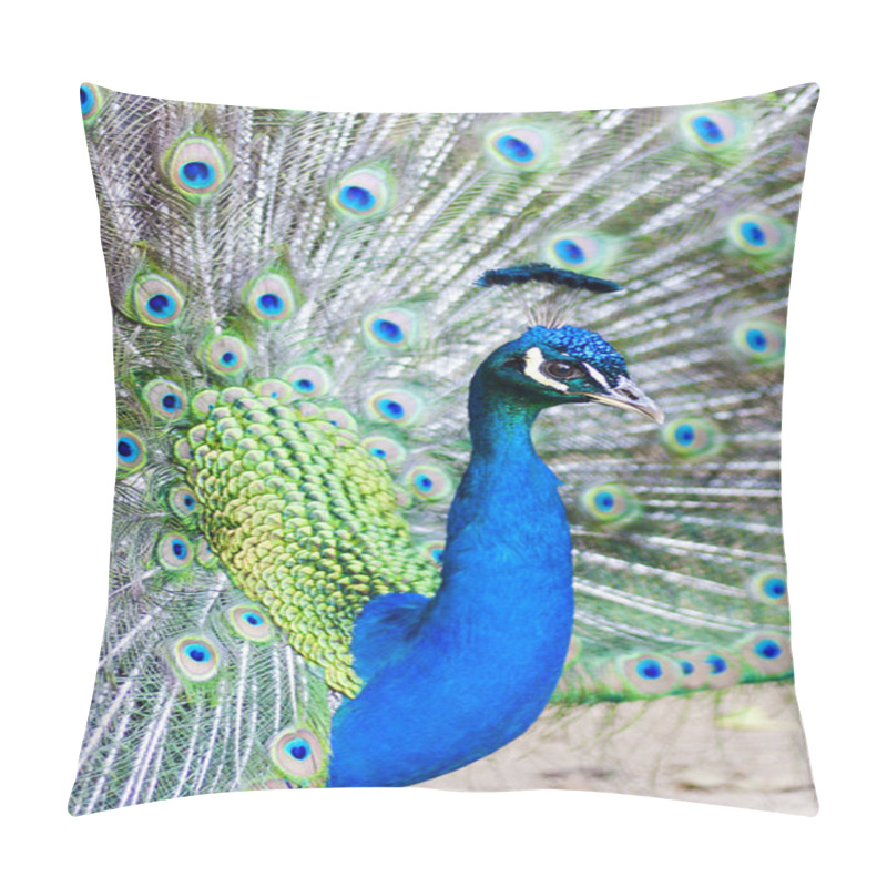 Personality  Peacock With Feathers Pillow Covers