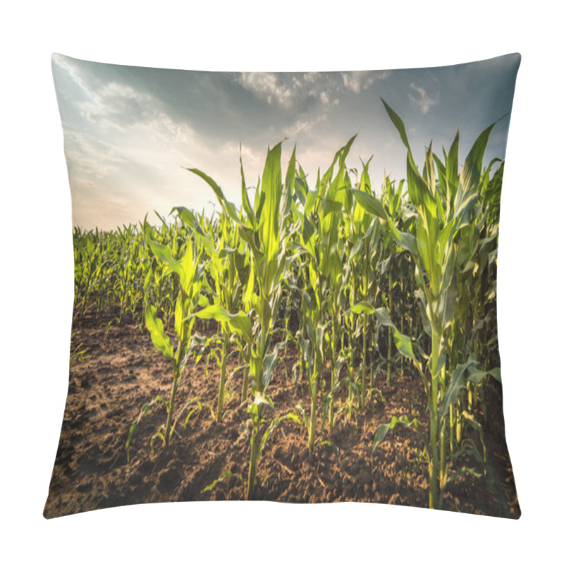 Personality  Plant Of Young Green Corn At Field At Stormy Day  Pillow Covers