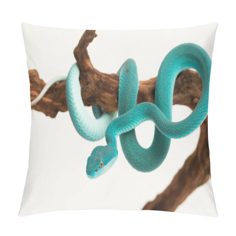 Personality  Blue Insularis (Trimeresurus Insularis) White-lipped Island Pit Viper On White Background Pillow Covers