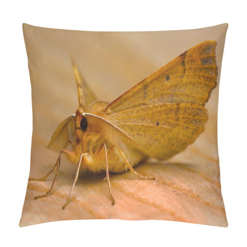 Personality  Moth Macro Pillow Covers