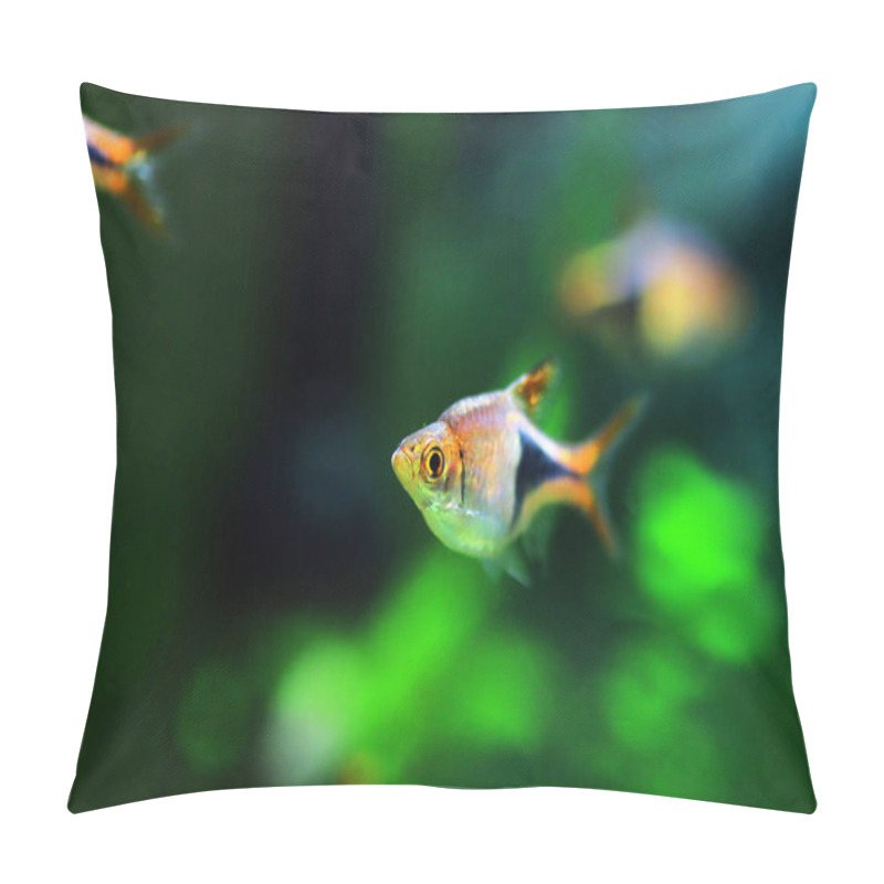 Personality  Harlequin Rasbora Freshwater Fish - (Trigonostigma Heteromorpha) Pillow Covers