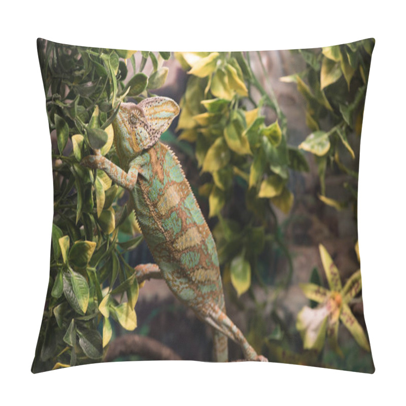 Personality  Chameleon Rests On Branches Among Leaves, Close Up. Pillow Covers