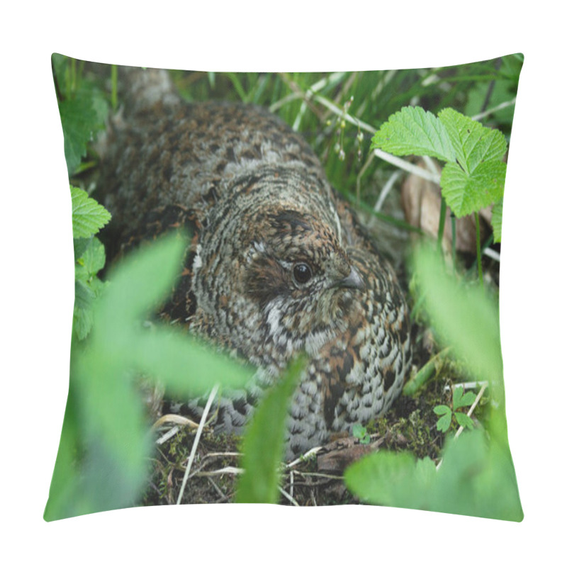 Personality  Female Hazel Grouse, Tetrastes Bonasia Sitting On A Nest In A Lush Boreal Forest During Spring Breeding Season In Estonia, Northern Europe. Pillow Covers