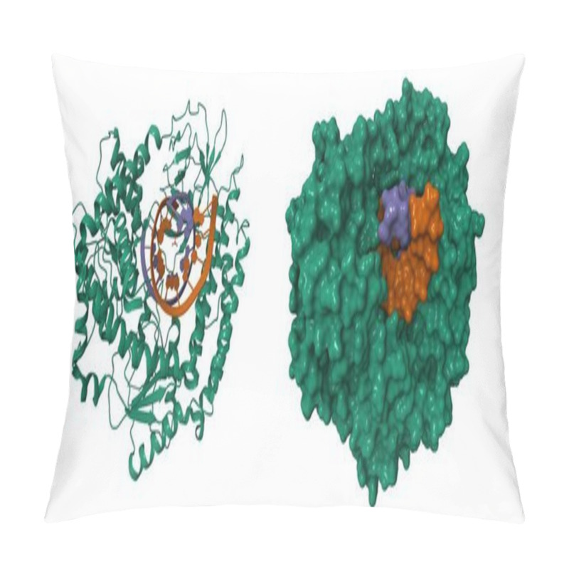 Personality  Cryo-EM Structure Of RIG-I In Complex With P2dsRNA. 3D Cartoon And Molecular Surface Models, PDB 7tny, Entity Id Color Scheme, White Background. Pillow Covers