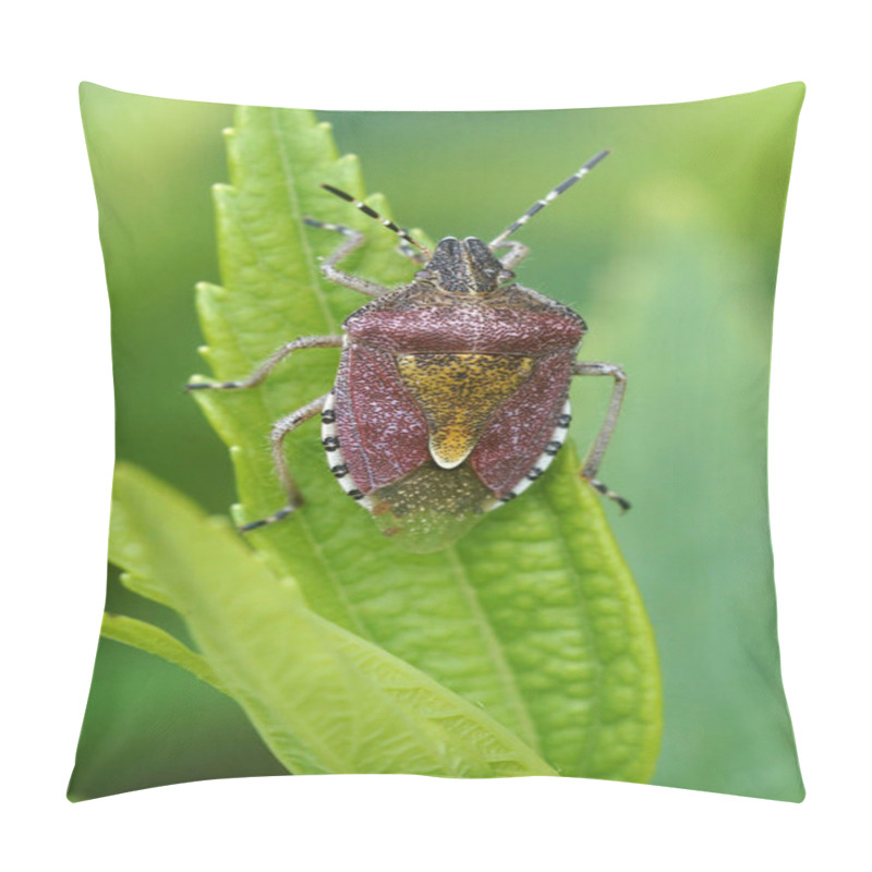 Personality  Close Up Of The Sloe Bug , Dolycoris Baccarum, In The Garden Pillow Covers