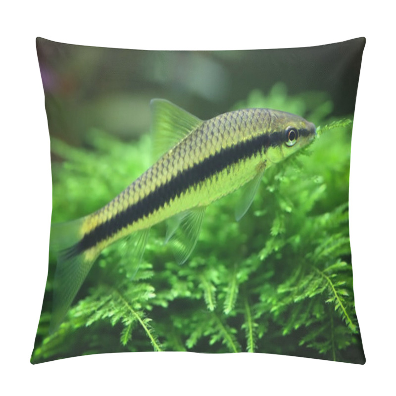 Personality  Siamese Algae Eater Pillow Covers