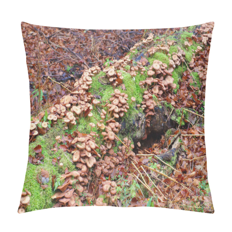 Personality  Honey Fungi Or Armillaria Ostoyae In Autumn Forest Pillow Covers