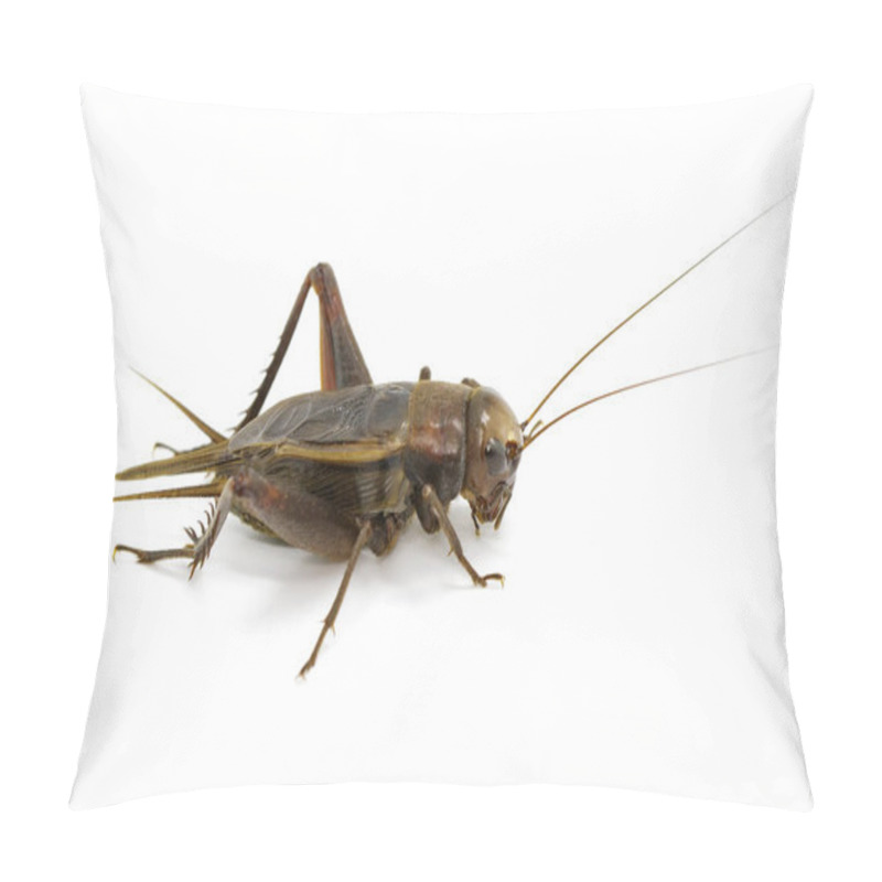 Personality  Image Of Cricket On White Background., Insects. Animals Pillow Covers