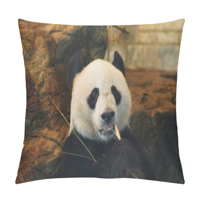 Personality  Portrait Of A Panda Sitting In Play Ground. High Quality Photo Pillow Covers