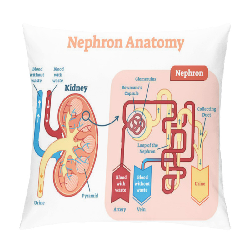 Personality  Kidney Nephron Anatomy, Vector Illustration Diagram Scheme. Pillow Covers