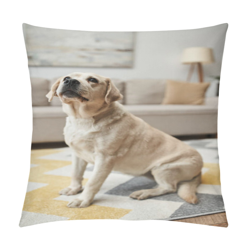 Personality  Animal Companion, Adorable Labrador Dog Sitting On Carpet In Living Room Inside Of Modern Apartment Pillow Covers