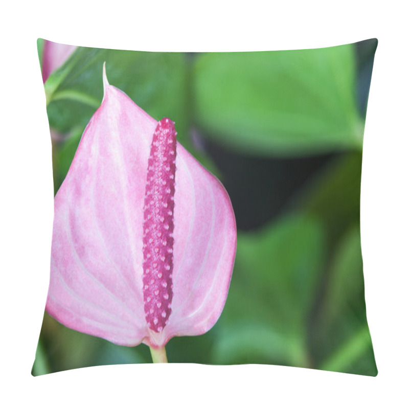 Personality  Close Up Of Flamingo Flower Pillow Covers