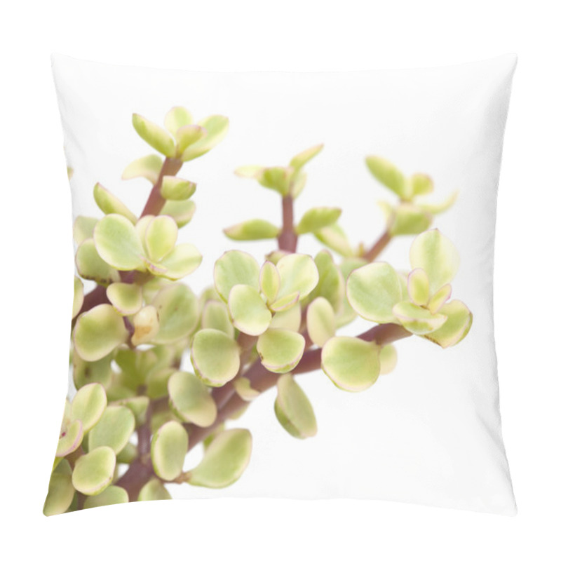 Personality  Portulacaria Afra Isolated Pillow Covers