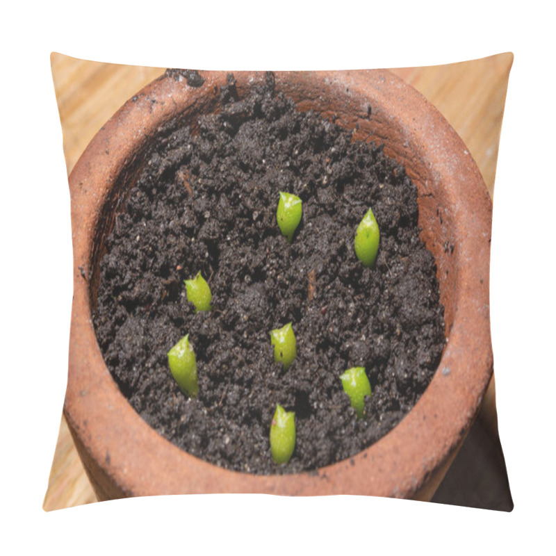 Personality  Babies Cactus Echinocactus Grusonii In A Terracotta Flower Pot With Wet Soil. Three Week Old Cacti. Botanical Concept. Cacti Is In The Process Of Germinating From Seed. Close Up, Selective Focus Pillow Covers