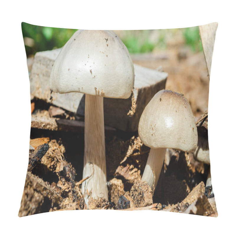 Personality  Two Pluteus Petasatus Mushroom Are Growing From Old Board Pieces And Sawdust. Pillow Covers