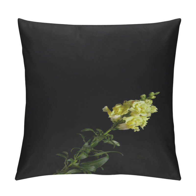 Personality  Beautiful Yellow Flowers With Buds On Green Stem With Leaves Isolated On Black    Pillow Covers