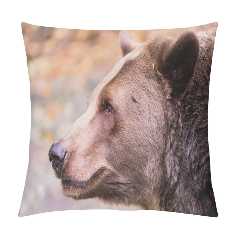 Personality  Closeup Beautiful Portrait Of A Big Brown Bear Pillow Covers